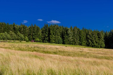 Struth-Helmershof yakınlarındaki Thuringian Ormanı 'nda yaz yürüyüşü 