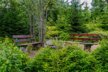 Thüringen 'in güzel doğasında yaz yürüyüşü