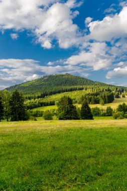Thuringian Ormanı 'nın güzel doğasında yaz yürüyüşü