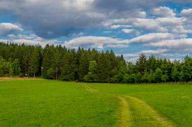 Thuringian Ormanı 'nın güzel doğasında yaz yürüyüşü