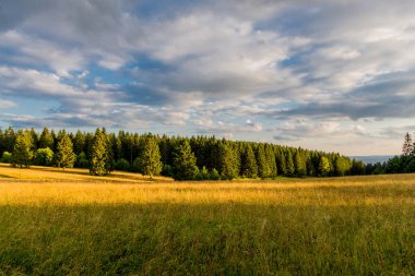 Thuringian Ormanı 'nın güzel doğasında yaz yürüyüşü