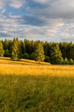 Thuringian Ormanı 'nın güzel doğasında yaz yürüyüşü