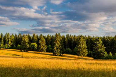 Thuringian Ormanı 'nın güzel doğasında yaz yürüyüşü