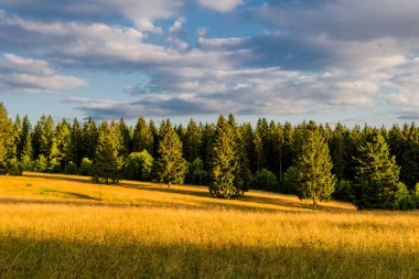 Thuringian Ormanı 'nın güzel doğasında yaz yürüyüşü