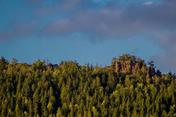夏ツリニアンウッズの美しい自然を歩く — ストック写真