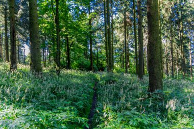 Rennsteig boyunca yaz yürüyüşü en güzel gün ışığında