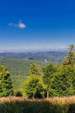 Rennsteig boyunca yaz yürüyüşü en güzel gün ışığında