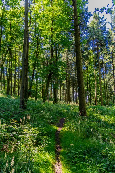 Sommerwanderung Rennsteig Bei Schönstem Sonnenschein — Stockfoto