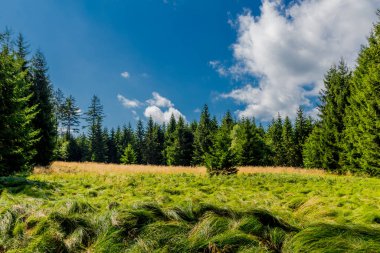 Rennsteig boyunca yaz yürüyüşü en güzel gün ışığında