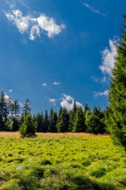 Rennsteig boyunca yaz yürüyüşü en güzel gün ışığında