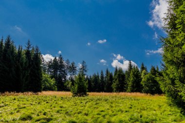 Rennsteig boyunca yaz yürüyüşü en güzel gün ışığında