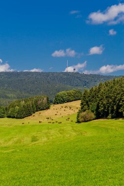 Rennsteig boyunca yaz yürüyüşü en güzel gün ışığında