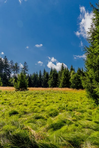 Paseo Verano Largo Del Rennsteig Bajo Sol Más Hermoso — Foto de Stock