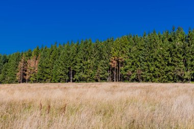 Güzel yaz sonu yürüyüşü Thüringen Ormanı 'nda - Steinbach-Hallenberg - Almanya