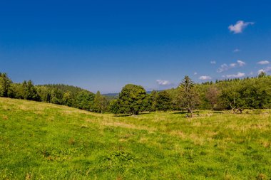 Güzel yaz sonu yürüyüşü Thüringen Ormanı 'nda - Steinbach-Hallenberg - Almanya