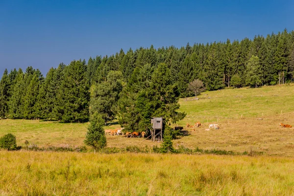 Mooie Late Zomerwandeling Door Het Thüringer Woud Steinbach Hallenberg Duitsland — Stockfoto