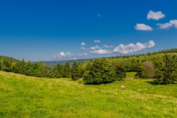 Hermoso Paseo Finales Del Verano Través Del Bosque Turingia Steinbach — Foto de Stock