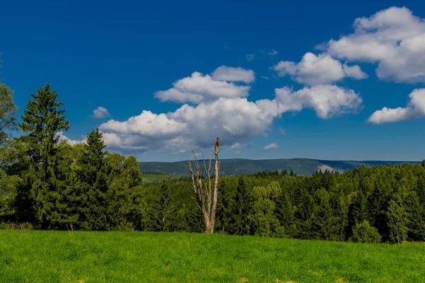 Hermoso Paseo Finales Del Verano Través Del Bosque Turingia Steinbach —  Fotos de Stock