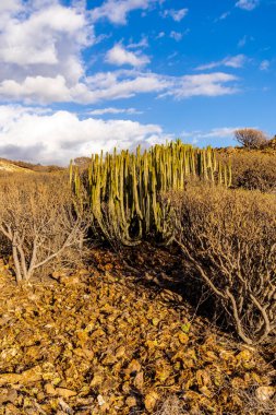 Yaz sonlarında Tenerife 'nin Kanarya Adası' nda Costa Adeje - İspanya tatil beldesinde 