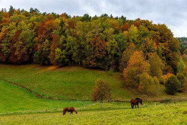 Thüringen Ormanı 'nın güneybatısında, Schmalkalden Thüringen Almanya' sında sonbahara doğru küçük güzel bir yürüyüş.