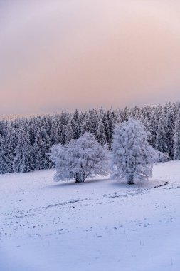 Thüringen Ormanı 'nda kış harikalar diyarı Rennsteig patikasındaki Neuhoefer Wiese çayırı gün batımında - Thüringen - Almanya