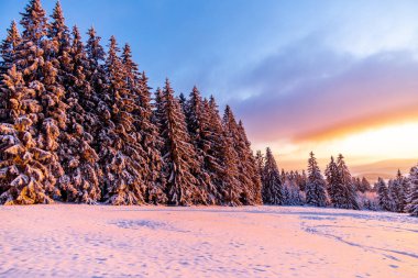 Thüringen Ormanı 'nda kış harikalar diyarı Rennsteig patikasındaki Neuhoefer Wiese çayırı gün batımında - Thüringen - Almanya