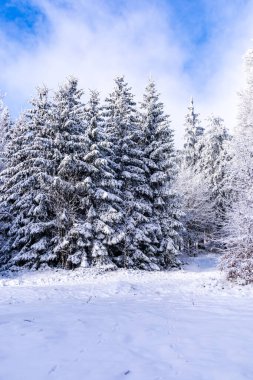 Thüringen Ormanı 'nda kış harikalar diyarı Rennsteig patikasındaki Ebertswiese çayırı güzel kış havasında Thüringen Almanya