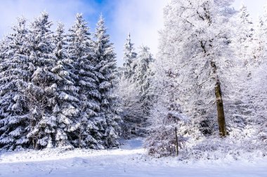 Thüringen Ormanı 'nda kış harikalar diyarı Rennsteig patikasındaki Ebertswiese çayırı güzel kış havasında Thüringen Almanya