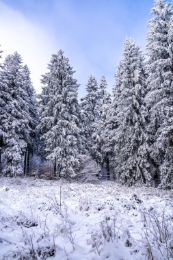 Thüringen Ormanı 'nda kış harikalar diyarı Rennsteig patikasındaki Ebertswiese çayırı güzel kış havasında Thüringen Almanya