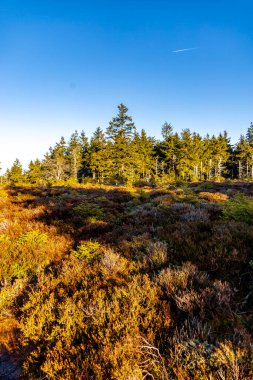 Thüringen Ormanı 'nda kış yürüyüşü Rennsteig' in en yüksek noktası olan Schneekopf - Thüringen - Almanya