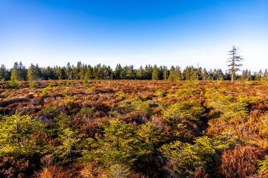 Thüringen Ormanı 'nda kış yürüyüşü Rennsteig' in en yüksek noktası olan Schneekopf - Thüringen - Almanya