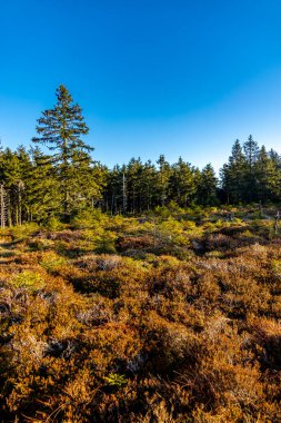 Thüringen Ormanı 'nda kış yürüyüşü Rennsteig' in en yüksek noktası olan Schneekopf - Thüringen - Almanya