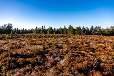 Thüringen Ormanı 'nda kış yürüyüşü Rennsteig' in en yüksek noktası olan Schneekopf - Thüringen - Almanya