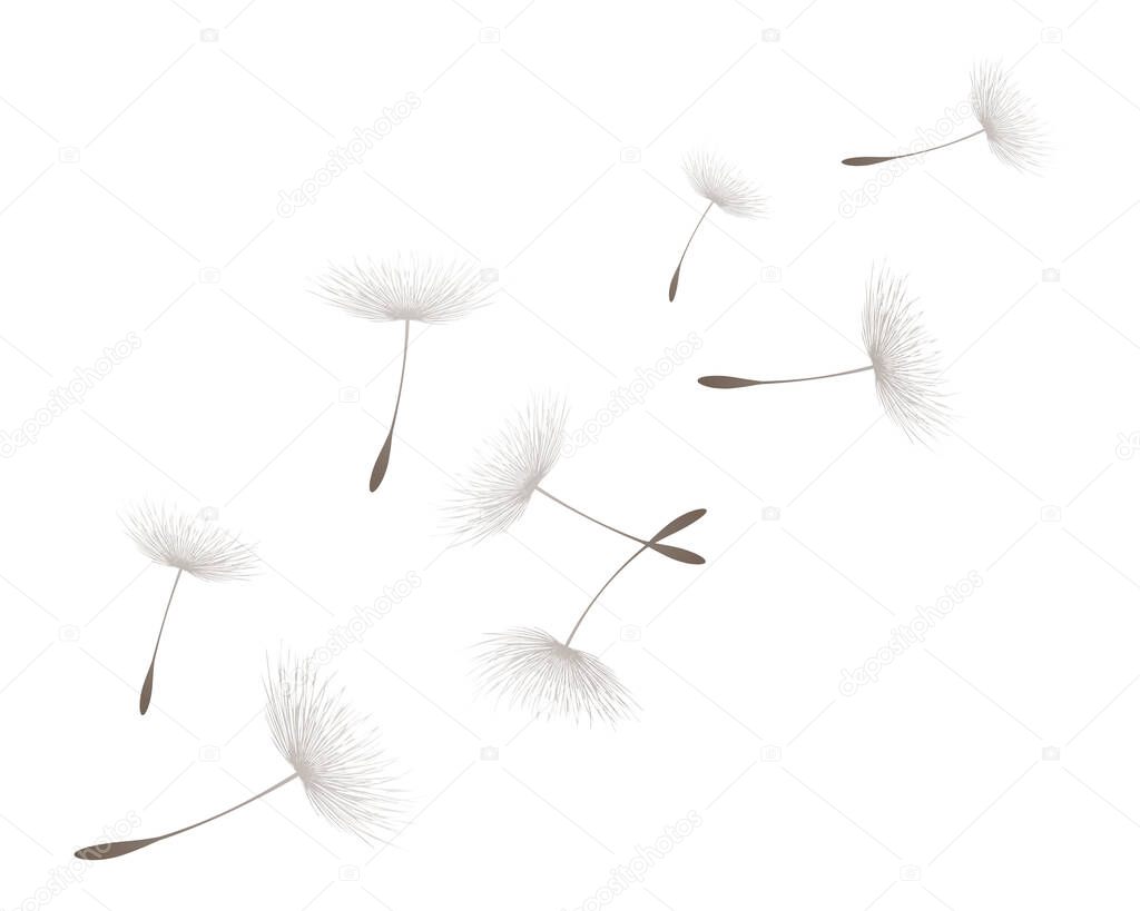 Vector illustration dandelion time. Beautiful Dandelion seeds blowing in the wind. The wind inflates a dandelion isolated in white editable background