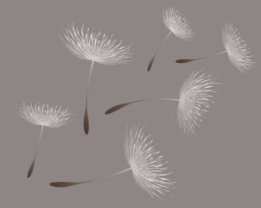 Vektör illüstrasyon karahindiba zamanı. Rüzgarda esen beyaz, güzel karahindiba tohumları. Rüzgar, düzenlenebilir arka planda izole edilmiş bir karahindibayı şişirir.