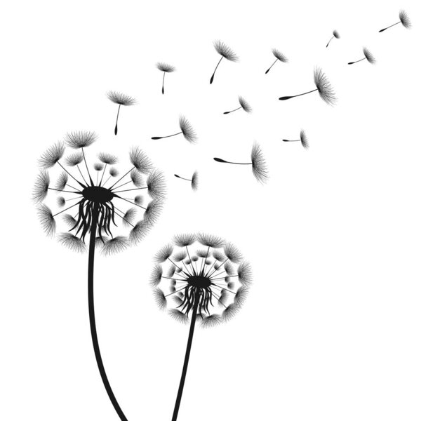 Время векторной иллюстрации одуванчика. Семена Черного Одуванчика дуют на ветру. Ветер надувает одуванчик, изолированный на белом редактируемом фоне