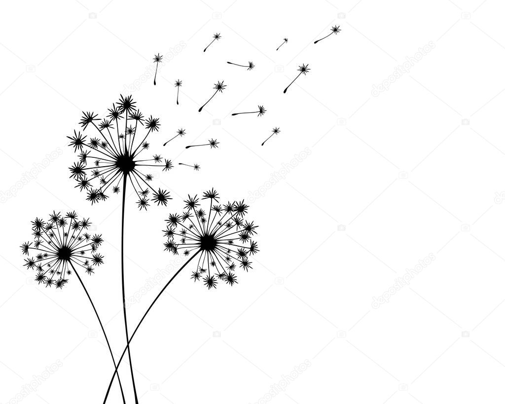 Vector illustration dandelion time. Black Dandelion seeds blowing in the wind. The wind inflates a dandelion isolated in white background