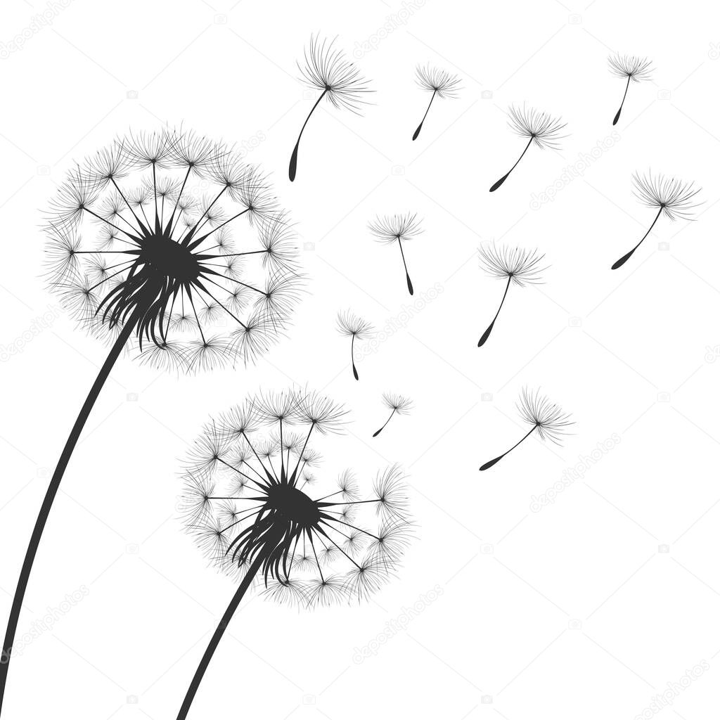 Vector illustration dandelion time. Black Dandelion seeds blowing in the wind. The wind inflates a dandelion isolated in white editable background