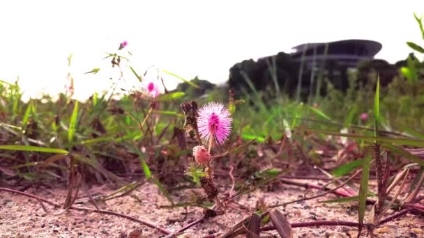 Кадров Летающая Пчела Собирает Пыльцу Розовый Цветок — стоковое видео