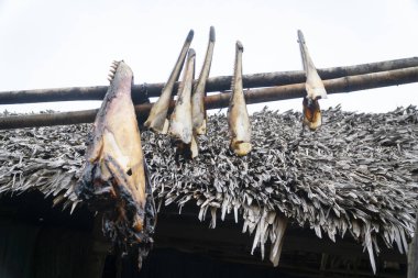 Lamalera, Nusa Tenggara, Endonezya 'daki yunus ya da balinadan kurutulmuş et. Lamalera geleneksel balina avcılarının evidir.