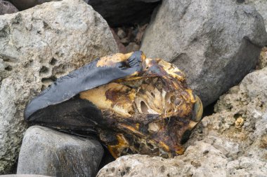 Lamalera, Nusa Tenggara, Endonezya 'daki yunus ya da balina iskeleti. Lamalera geleneksel balina avcılarının evidir.