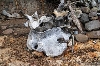Lamalera, Nusa Tenggara, Endonezya 'daki yunus ya da balina iskeleti. Lamalera geleneksel balina avcılarının evidir.