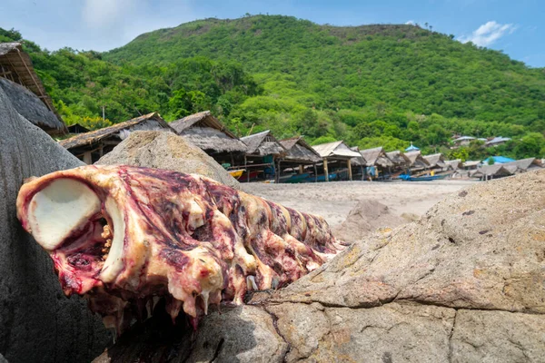 Esqueleto Golfinho Baleia Lamalera Nusa Tenggara Indonésia Lamalera Casa Das — Fotografia de Stock