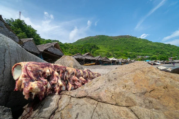 Esqueleto Golfinho Baleia Lamalera Nusa Tenggara Indonésia Lamalera Casa Das — Fotografia de Stock