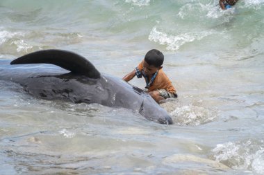 LAMALERA, NUSA TENGGARA, İNDONEZYA - 13 DEC 2018: Lamalera Endonezya kıyısında yakalanan pilot balinayla oynayan küçük çocuklar