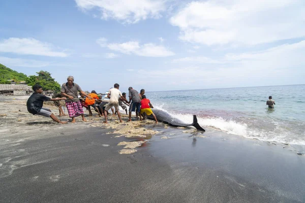 Lamalera Nusa Tenggara Indonésia Dec 2018 Aldeão Local Está Tirando — Fotografia de Stock