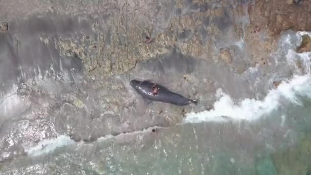 Vista de arriba hacia abajo del aldeano local con ballena piloto capturada en la orilla del mar — Vídeos de Stock
