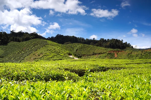 Čajové plantáže krajina v Cameron Highland, Malajsie — Stock fotografie