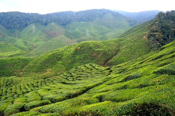 Tea ültetvény táj Cameron Highland, Malajzia Stock Fotó