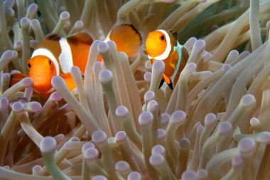 Anemon Clownfishes
